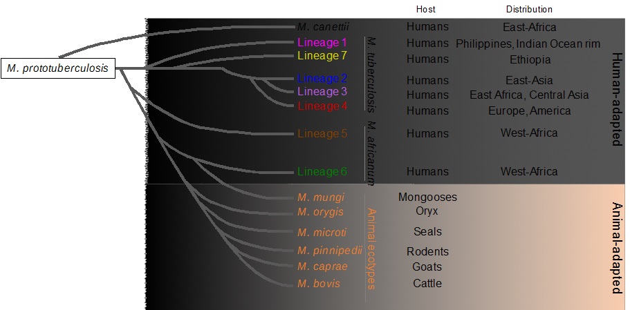 infecciones humanas por m caprae